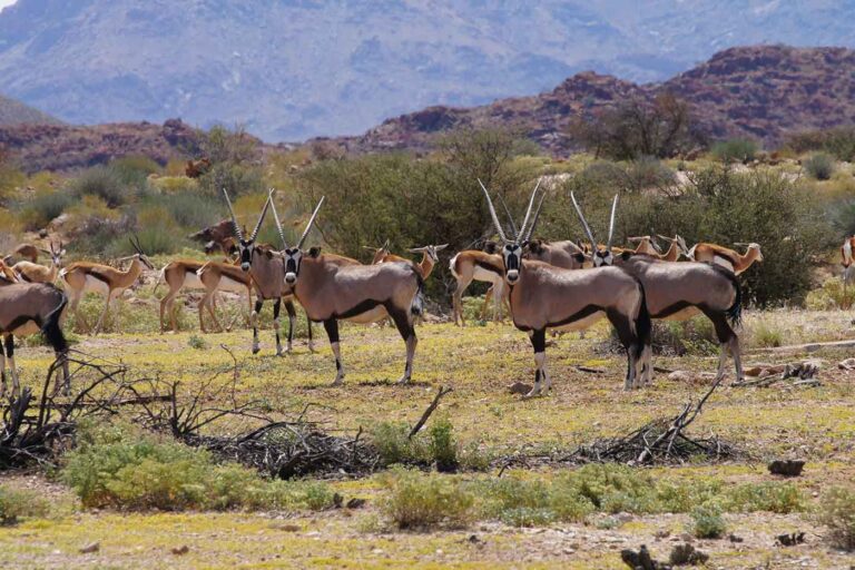 10-things-to-do-in-upington-south-africa-top-attractions-to-see